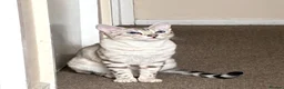Bengal cats for stud: Female in Peterborough - Advert 1