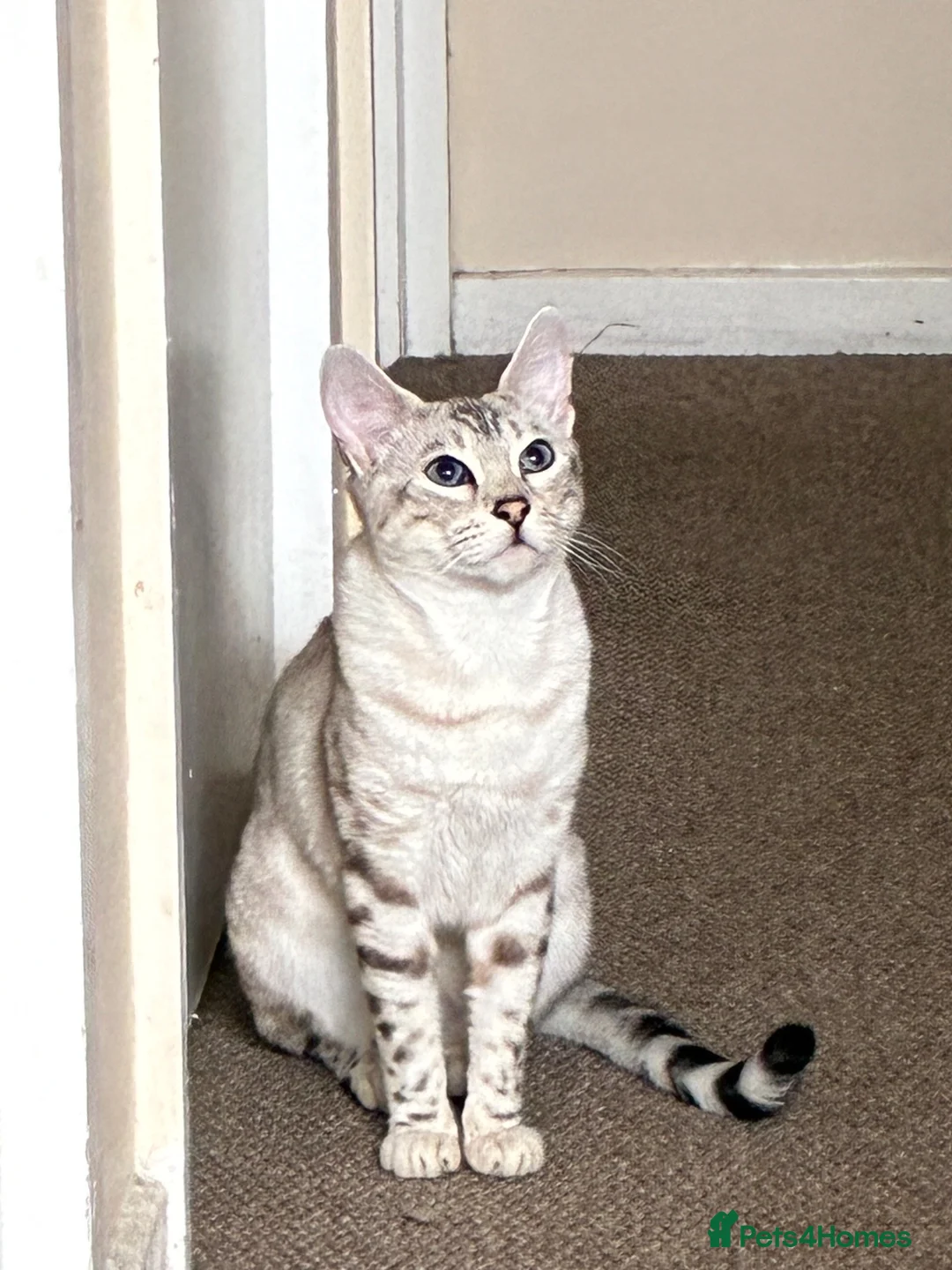 Bengal cats for stud: Female in Peterborough - Advert 1