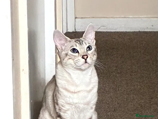 Bengal cats for stud: Female - Advert 1