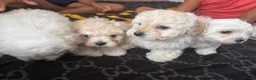 Mixed Breed dogs for sale: Bichon X Maltese mix  - Advert 9