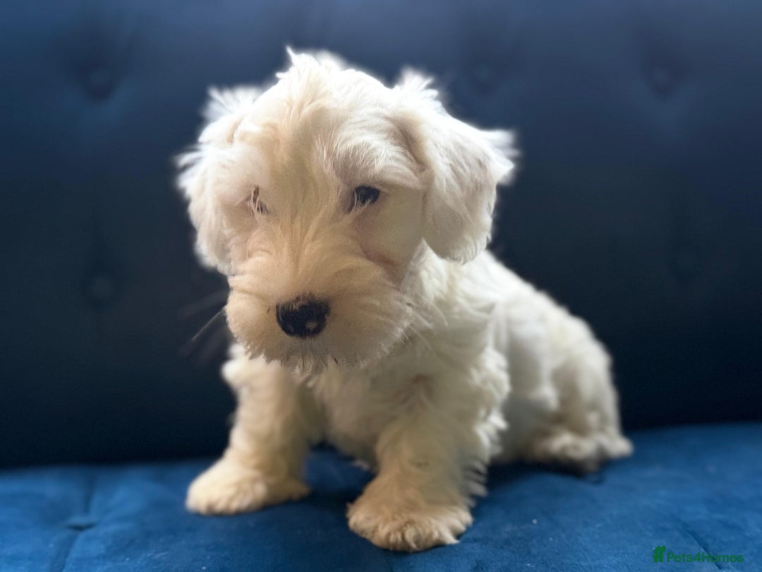 Sealyham Terrier dogs for sale: Stunning KC Litter Of Sealyham Terriers - Image 10
