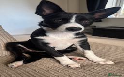 Border Collie dogs for sale: Border Collie Female 7 months old  - Advert 3