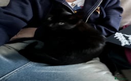 Domestic Shorthair cats for sale: Cuddly and affectionate black domestic shorthair in Oxford - Image 5