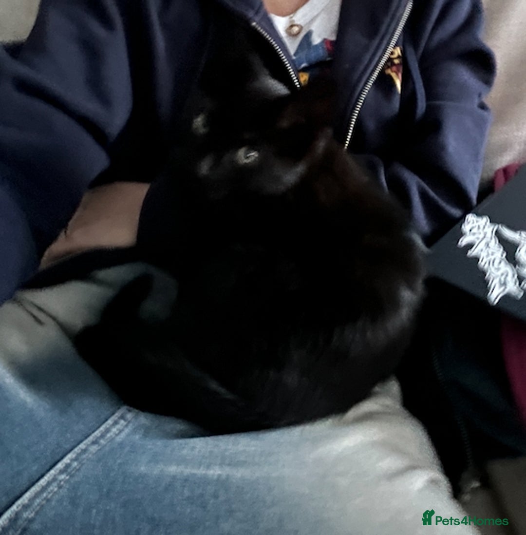 Domestic Shorthair cats for sale: Cuddly and affectionate black domestic shorthair in Oxford - Image 5