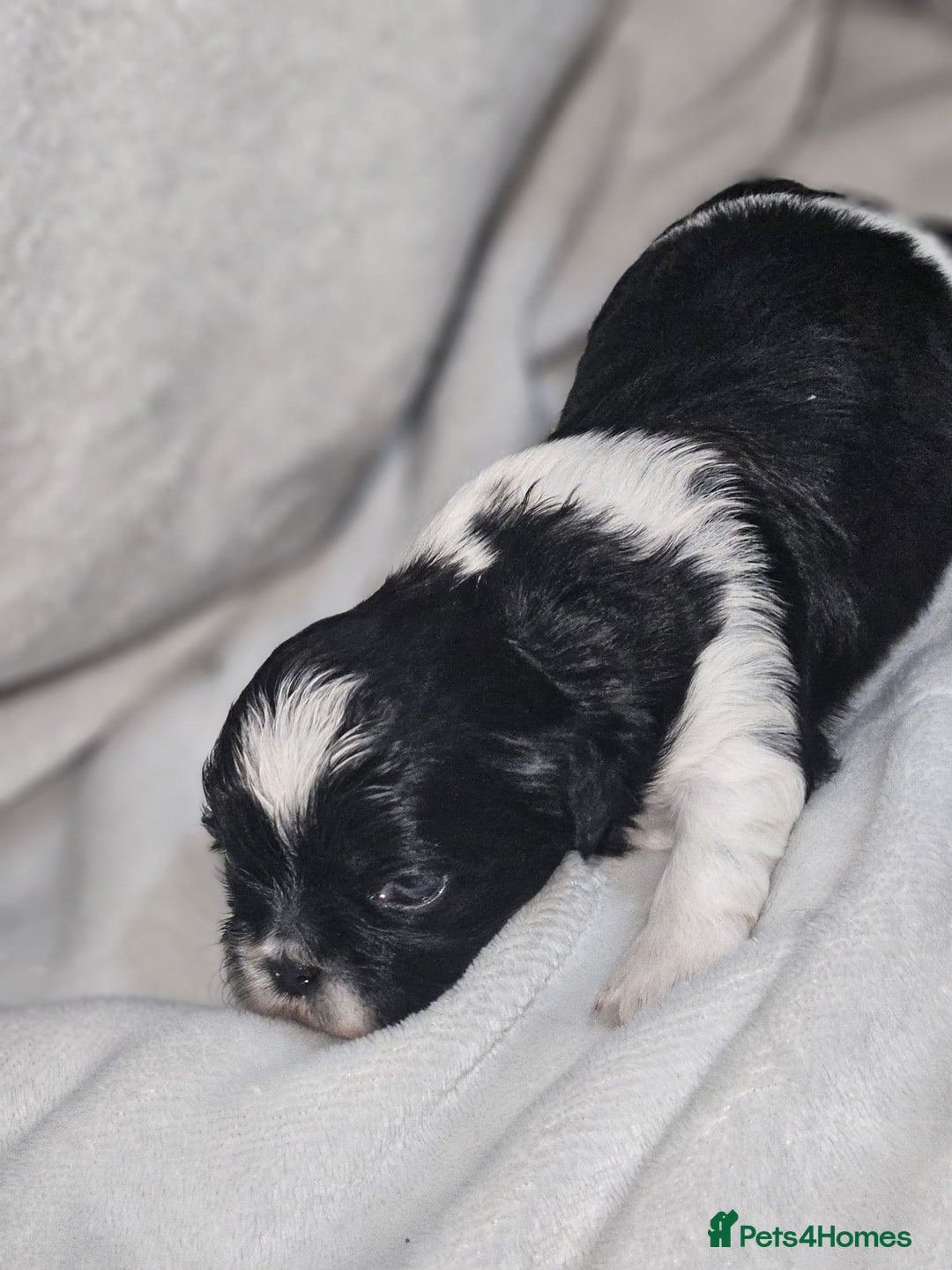 Shih Tzu dogs for sale: Shih tzu puppies  - Advert 11