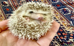 Pygmy Hedgehog rodents for sale: Beautiful Pinto, Friendly African Pygmy Hedgehogs  - Image 3