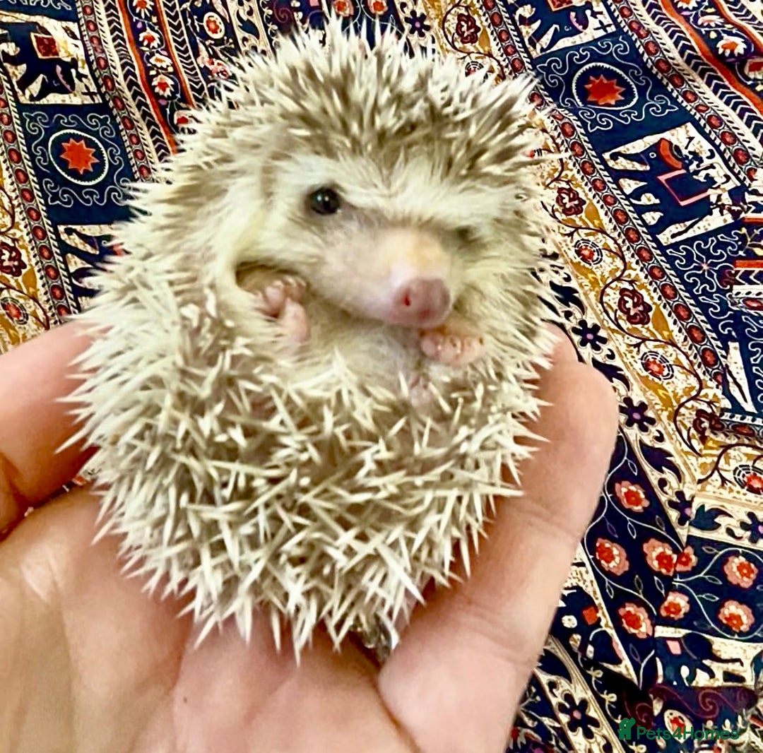 Pygmy Hedgehog rodents for sale: Beautiful Pinto, Friendly African Pygmy Hedgehogs  - Image 3