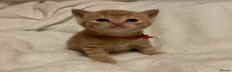 Mixed Breed cats for sale: The Little Pumpkin Patch Litter - 1 girl & 5 boys - Advert 22