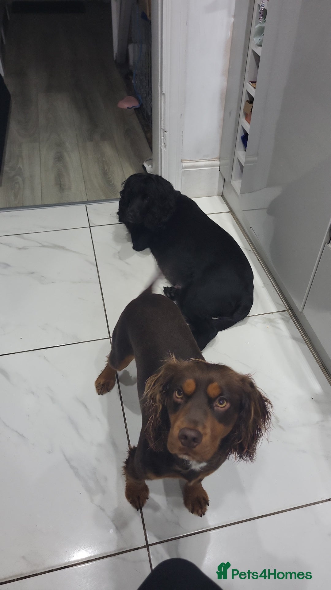Cocker Spaniel dogs for stud: Choc Tan KC Stud - Advert 4