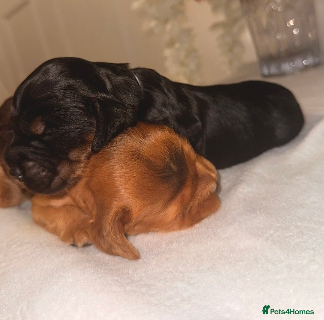 Cocker Spaniel dogs for sale: 🐶🐾beautiful show cocker spaniel puppy’s 🐶🐾 - Image 30