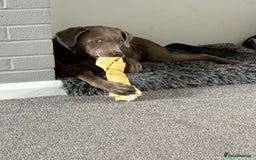 Labrador Retriever dogs for sale: Stunning silver / charcoal puppies - Image 12