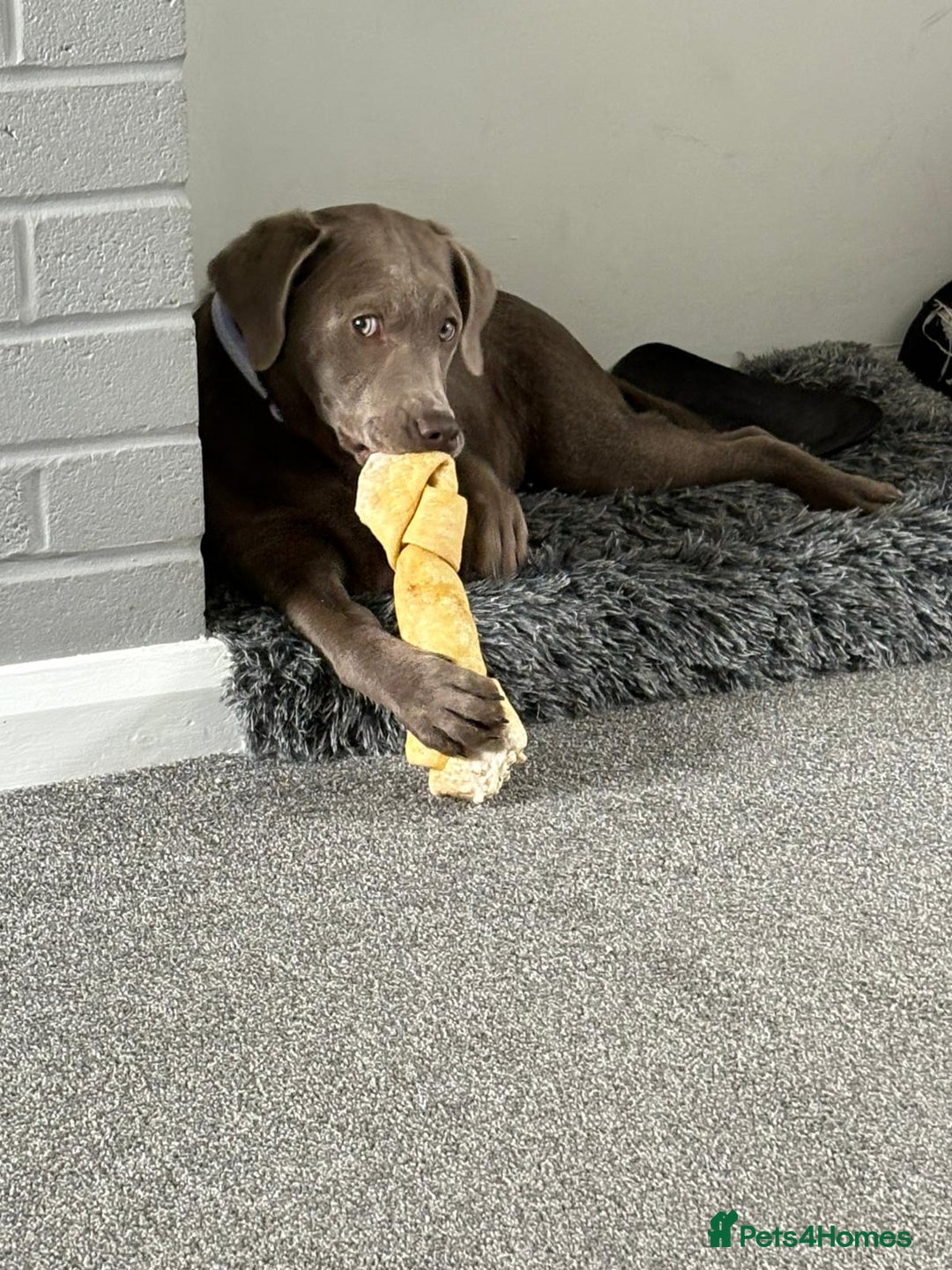 Labrador Retriever dogs for sale: Stunning silver / charcoal puppies - Image 12