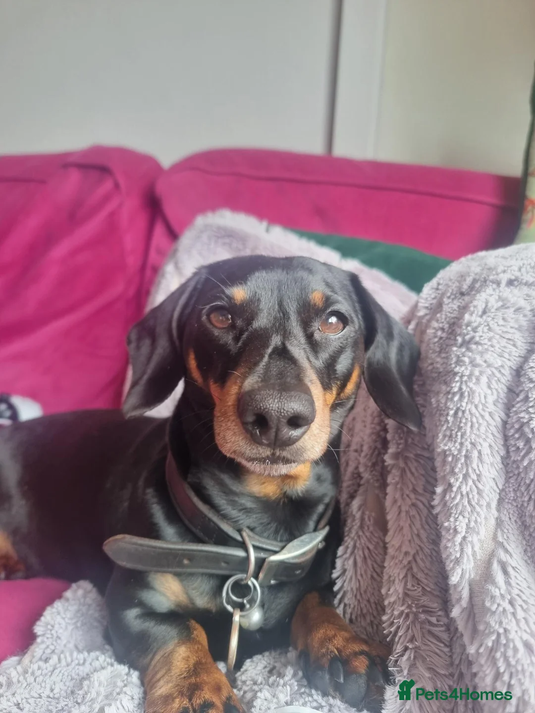 Miniature Dachshund dogs for stud: Miniature Smooth Dachshund in Cinderford - Advert 2