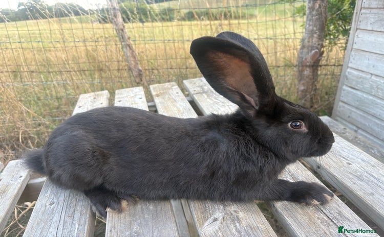 Continental Giant rabbits - Advert 6