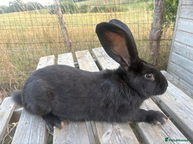 Continental Giant rabbits - Advert 5