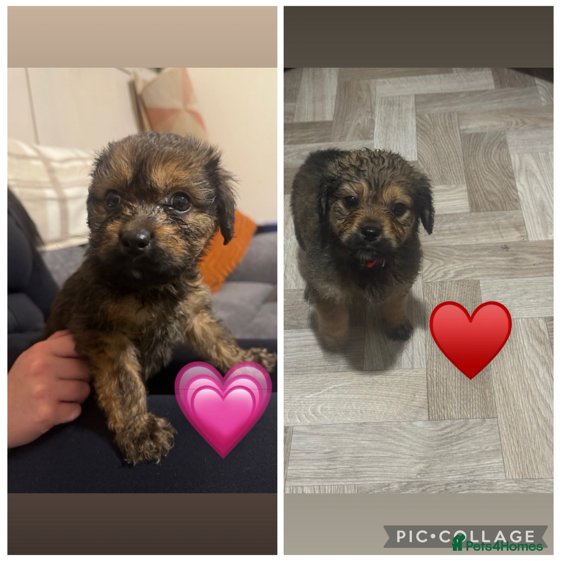 Mixed Breed dogs Rottweiler cross puppies - Advert 1