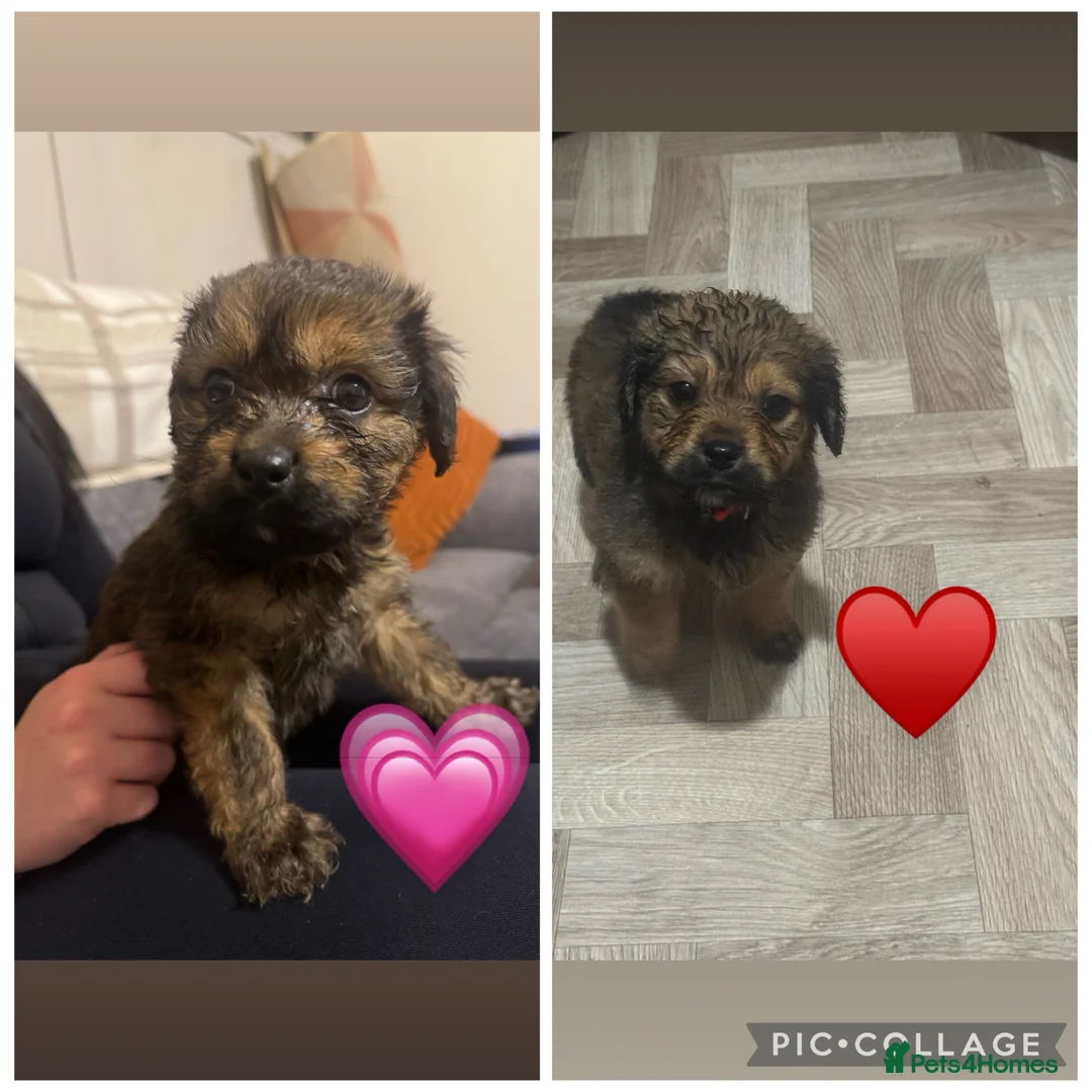 Mixed Breed dogs for sale: Rottweiler cross puppies - Advert 1