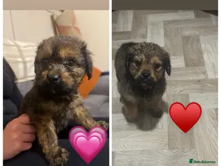 Mixed Breed dogs Rottweiler cross puppies - Advert 14