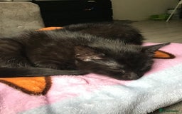 British Shorthair cats for sale: Adorable kittens for sale ready to leave now  - Image 1