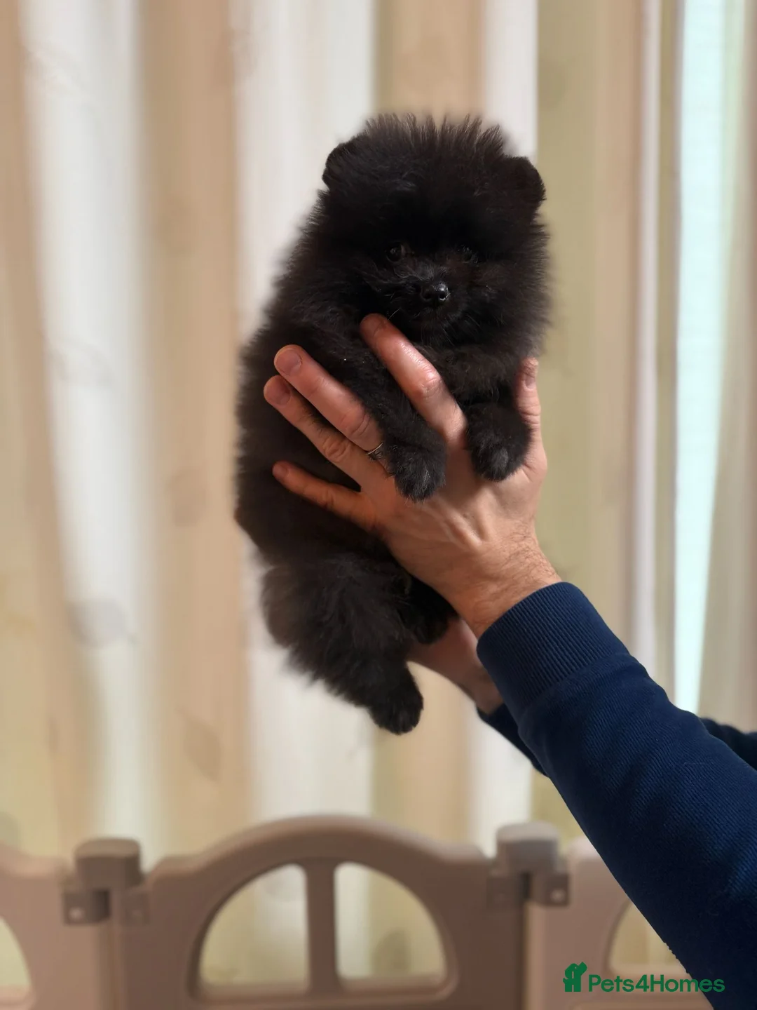 Pomeranian dogs for sale: Teddy Face Poms Puppies European Champion Lines - Advert 12