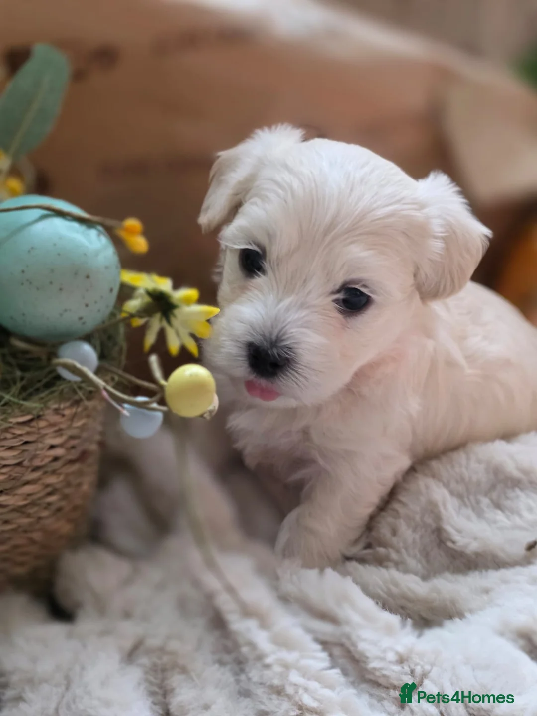 Maltipoo dogs for sale: Maltipoo F2 puppies for sale.  - Advert 2