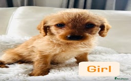 Labradoodle dogs for sale: Gorgeous F1 Labradoodle puppies  - Image 2