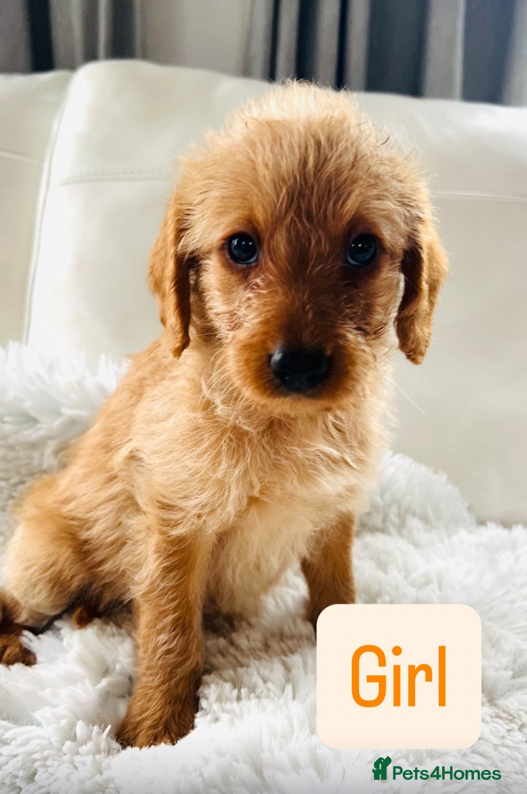 Labradoodle dogs for sale: Gorgeous F1 Labradoodle puppies  - Image 2