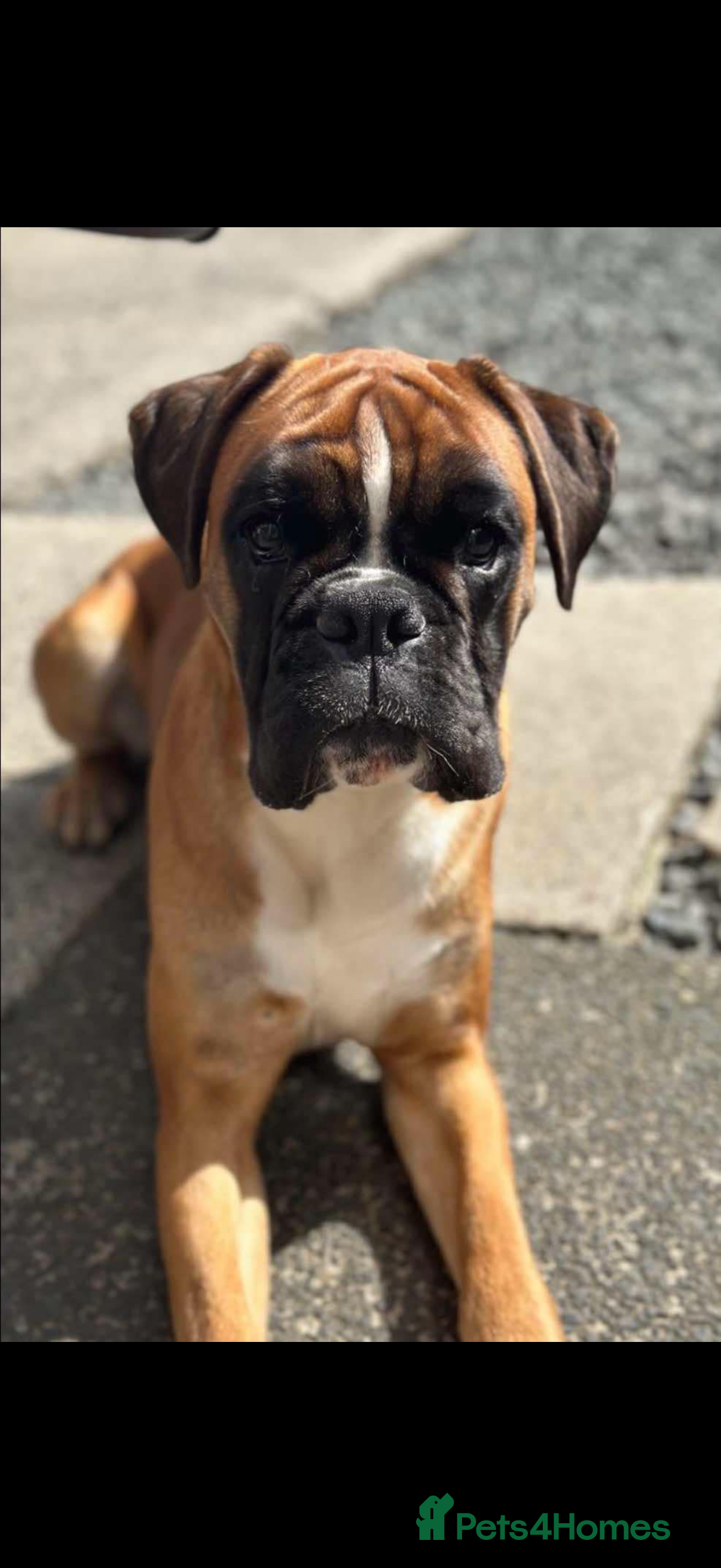 Boxer dogs Boxer bitch in need of loving home - Advert 3