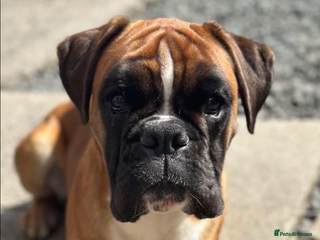 Boxer dogs Boxer bitch in need of loving home - Advert 1