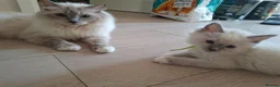 Ragdoll cats for sale: Male Ragdoll kittens  - Advert 2