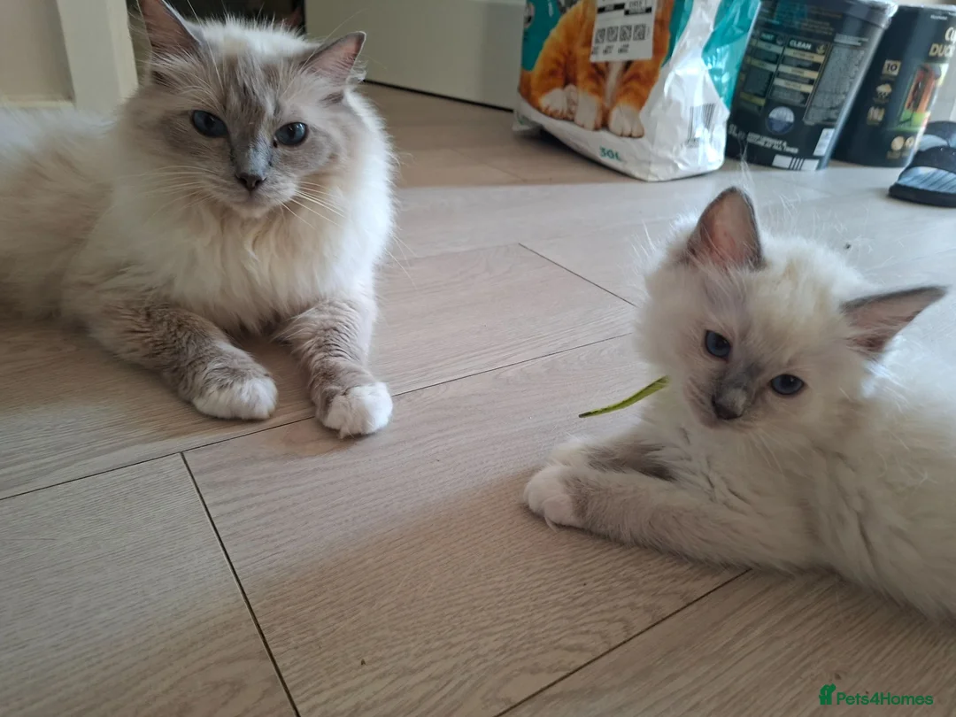 Ragdoll cats for sale: Male Ragdoll kittens  - Advert 2