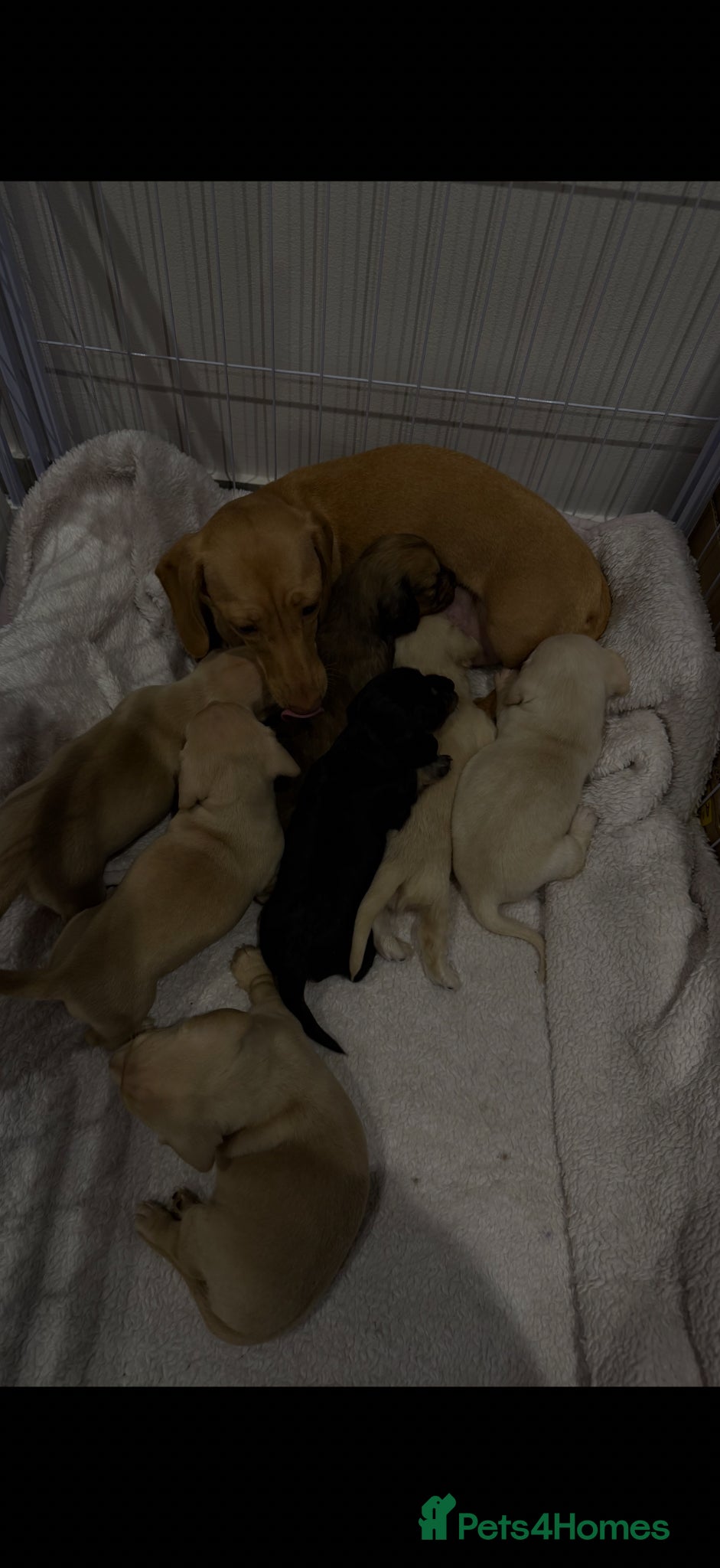 Miniature Dachshund dogs KC registered Miniature Dachshund Long & smooth  - Advert 2