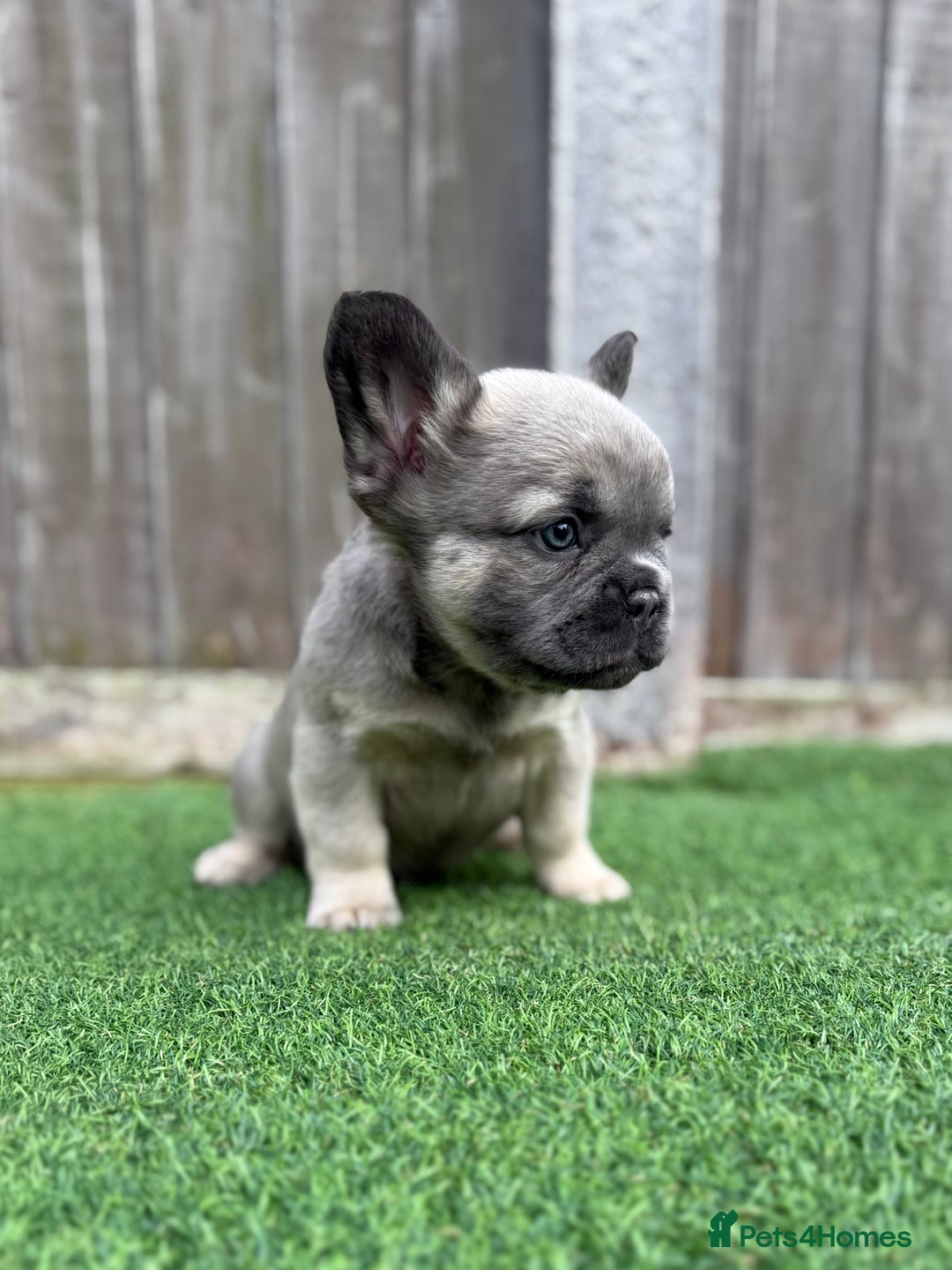 French Bulldog dogs for sale: Full fluffy Last boy - ready to leave 💙 - Advert 4