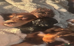 Cocker Spaniel dogs for sale: Working KC cocker spaniels  - Image 2