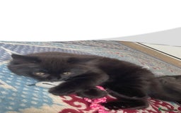 British Longhair cats for sale: British longhair kitten  - Image 2