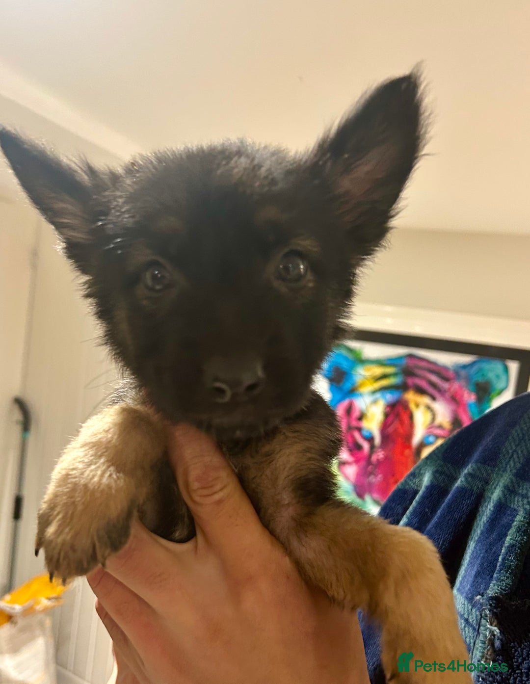 German Shepherd dogs for sale: Blue line German Shepherd’s - Ready today!  - Advert 31