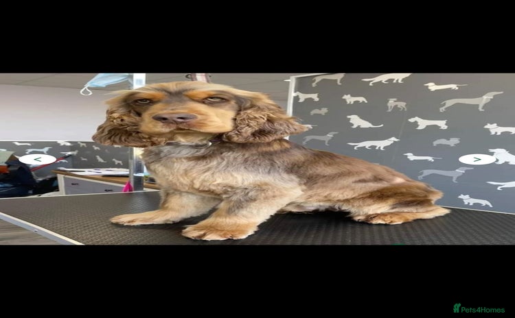 Cocker Spaniel dogs - Advert 8