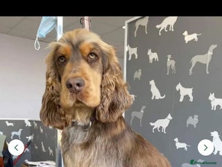 Cocker Spaniel dogs for sale - Advert 1