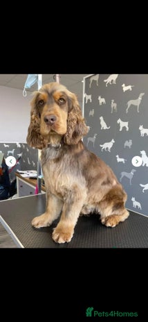 Cocker Spaniel dogs - Advert 15