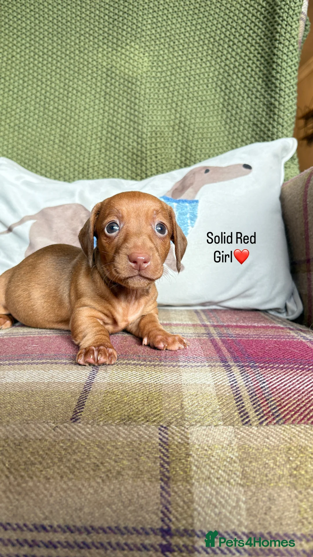 Miniature Dachshund dogs for sale: SMOOTH HAIRED MINIATURE DACHSHUNDS🖤 - Advert 20