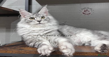 Maine Coon cats - Advert 3