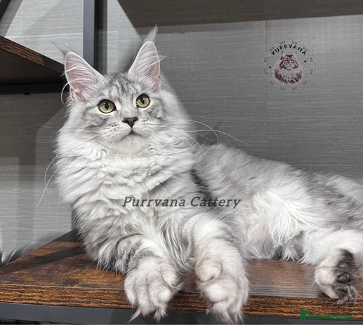 Maine Coon cats - Advert 7