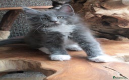 Maine Coon cats for sale: Boy 2 - Rain  - TICA Pedigree Kittens - Imported Parents - Image 15