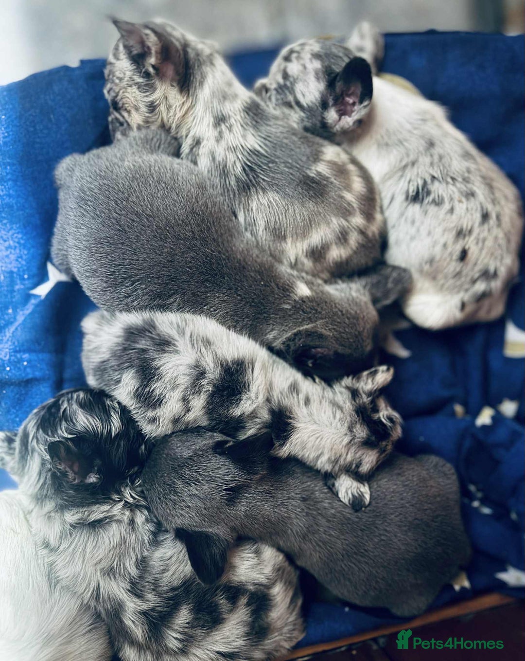 French Bulldog dogs for sale: French bulldogs - Image 34
