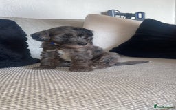 Mixed Breed dogs for sale: Cavapoochon X cockapoo - Image 8