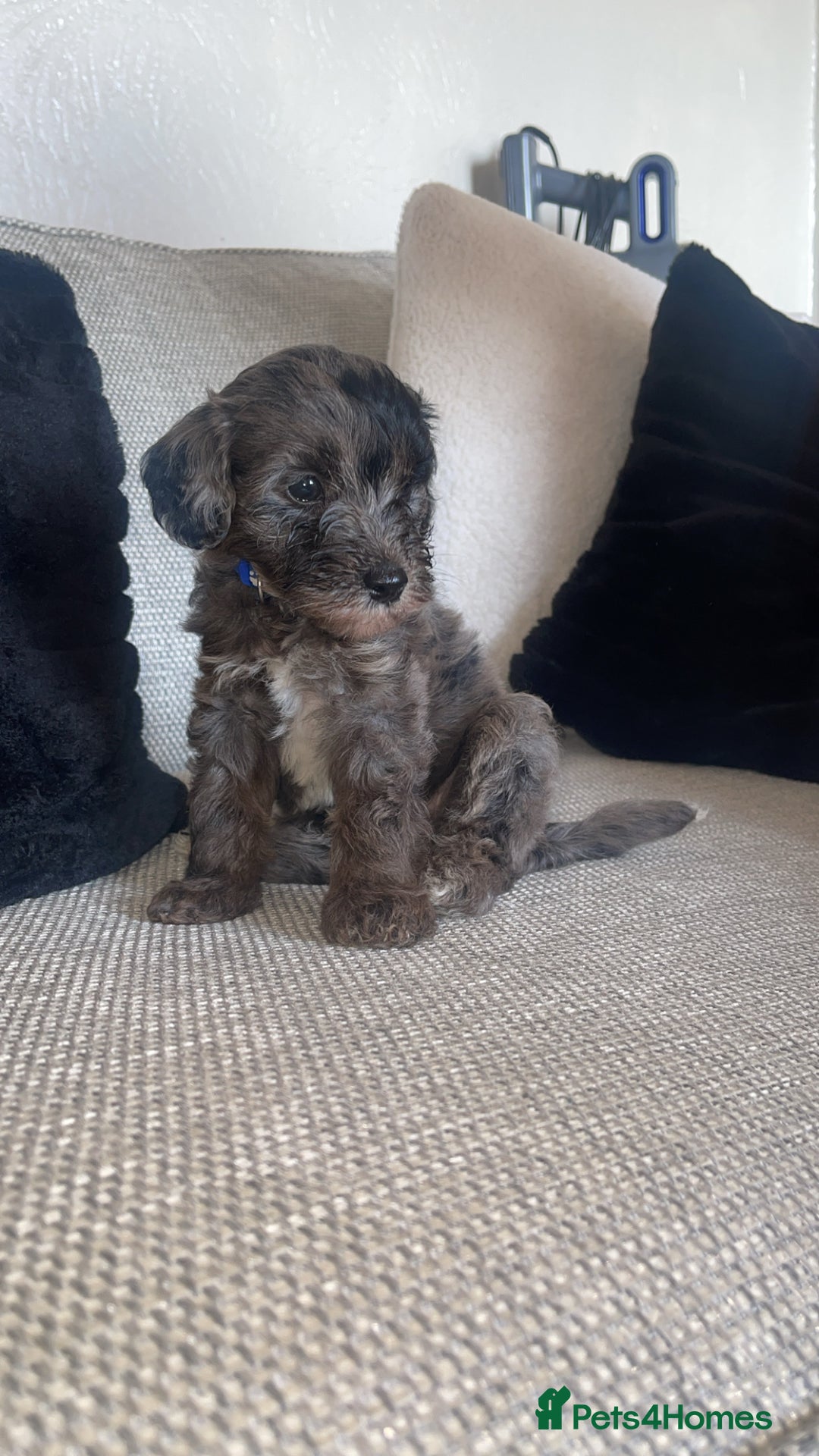 Mixed Breed dogs for sale: Cavapoochon X cockapoo - Image 8