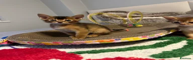 Abyssinian 2