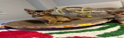 Abyssinian cats for sale: Abyssinian kittens  - Advert 26