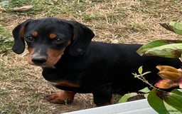 Mixed Breed dogs for sale: Beautiful female daxalier puppy.ready now. - Image 1
