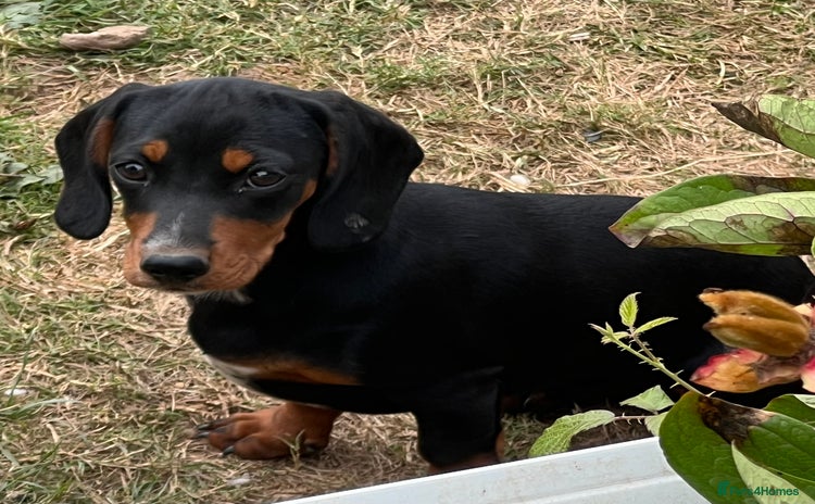Mixed Breed dogs - Advert 3